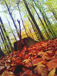 Leaves on tree trunk in forest