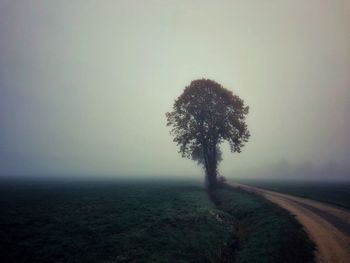 Tree on field by road against sky