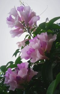 Close-up of pink flowers