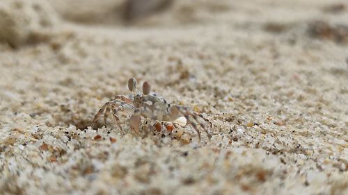 Close-up of crab on sand