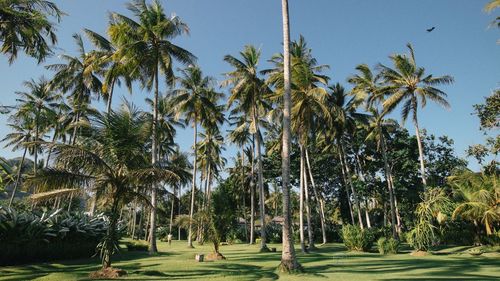 Palm trees against clear sky