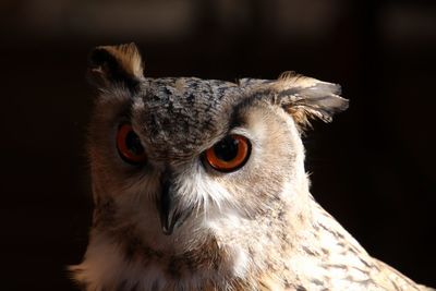 Close-up portrait of owl