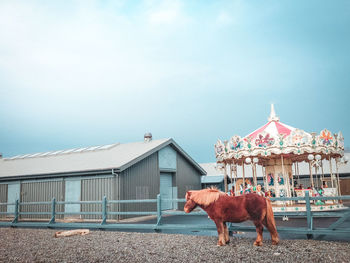 View of a horse in building