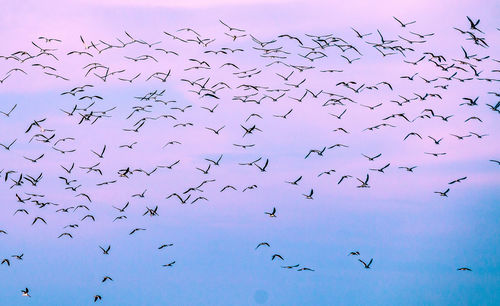 Low angle view of birds flying in the sky