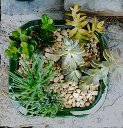 Plant growing on a tree