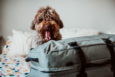 Close-up of dog on bed at home