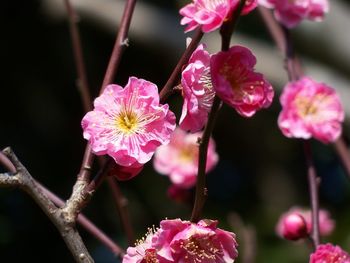 Close-up of pink flowers blooming outdoors