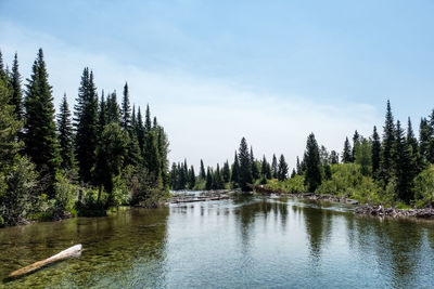 Panoramic view of pine trees in lake against sky