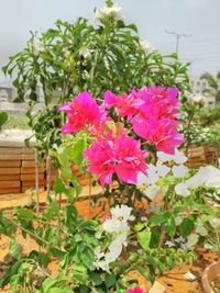 Close-up of pink flowers blooming outdoors