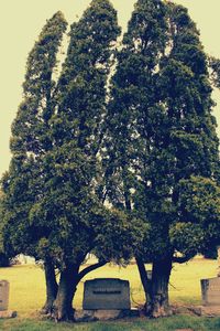 Trees against sky