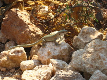 Close-up of lizard on rock