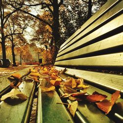 Autumn leaves on tree trunk