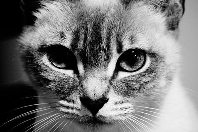 Close-up portrait of a cat