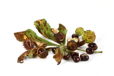 Close-up of food against white background