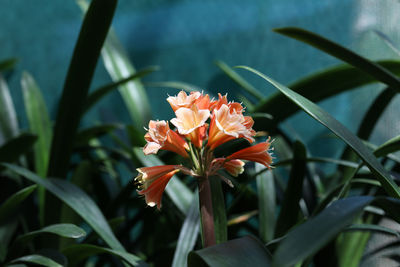 Close-up of red flowering plant