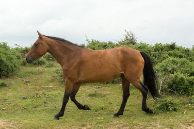 Horse standing in a field