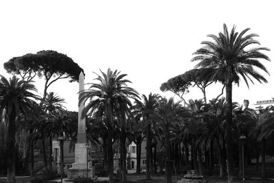 Palm trees against clear sky