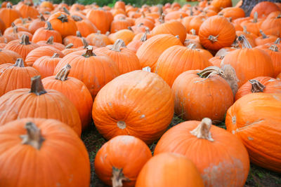 Close-up of pumpkins in market during autumn