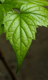 Close-up of green leaves