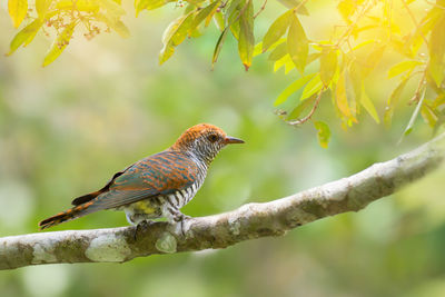 Close-up of bird perching on tree