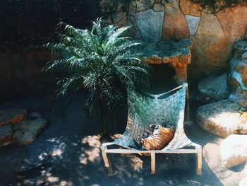 Young woman sitting on rock by plants