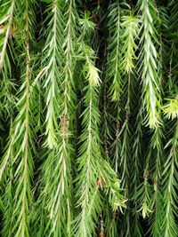 Close-up of pine tree