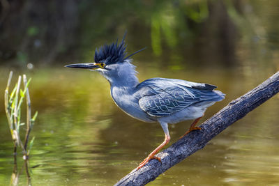 Bird perching on a branch