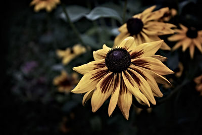 Macro shot of yellow daisy blooming outdoors