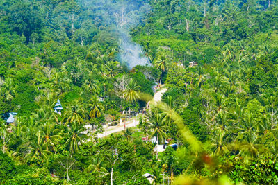 High angle view of trees and plants