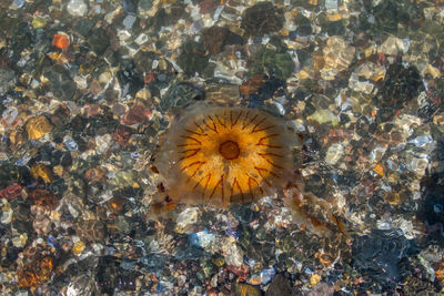 Close-up of fishes in sea