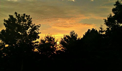 Silhouette of trees at sunset