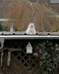 Cat sitting outdoors