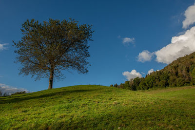 Lonely tree in the meadow