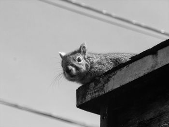 Squirrel gazing down from edge of roof