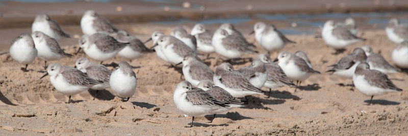 Birds perching at beach