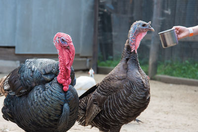 Close-up of two birds against blurred background