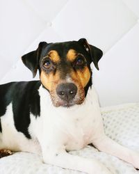 Close-up portrait of dog resting on bed at home