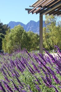 Purple flowers on landscape against sky