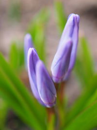 Close-up of purple crocus flowers