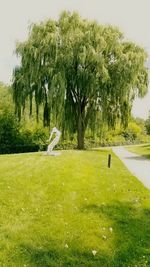 Bird on grass against trees