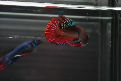 Close-up of fish swimming in sea