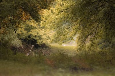 Scenic view of forest