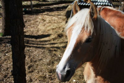 Close-up of horse on field