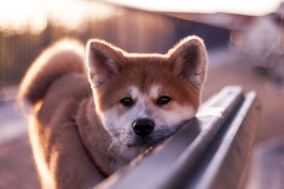 Close-up portrait of akita puppy on bench during sunset