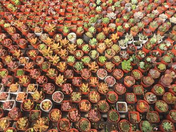 Full frame shot of potted succulent plants for sale in market