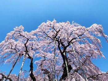 Low angle view of cherry blossom tree against blue sky