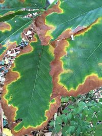 Close-up of green leaves on plant