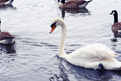 Swans swimming in lake