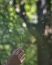 Dandelion seeds being blown away.