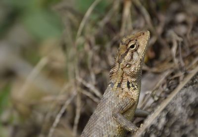 Close-up of lizard